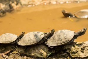 Turtle repopulation project (seasonal)