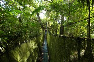 Taricaya Canopy Walkway