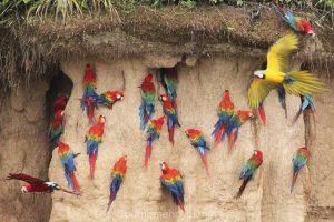 Mammal Claylick Watch