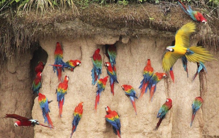 Macaw Claylick 2 Day & 1 Night tour