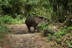 Macaw Claylick 2 Day & 1 Night tour