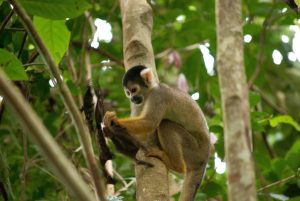 Taricaya Rescue Center