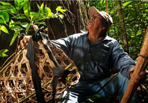 The Amazon Nut Route Connection