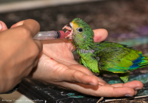 Taricaya Rescue Center