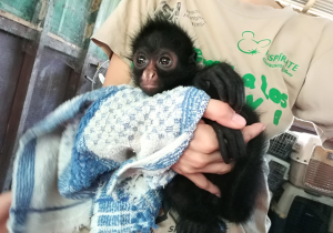 Volunteer at Taricaya Rescue Center