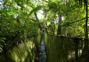 Taricaya Canopy Walkway
